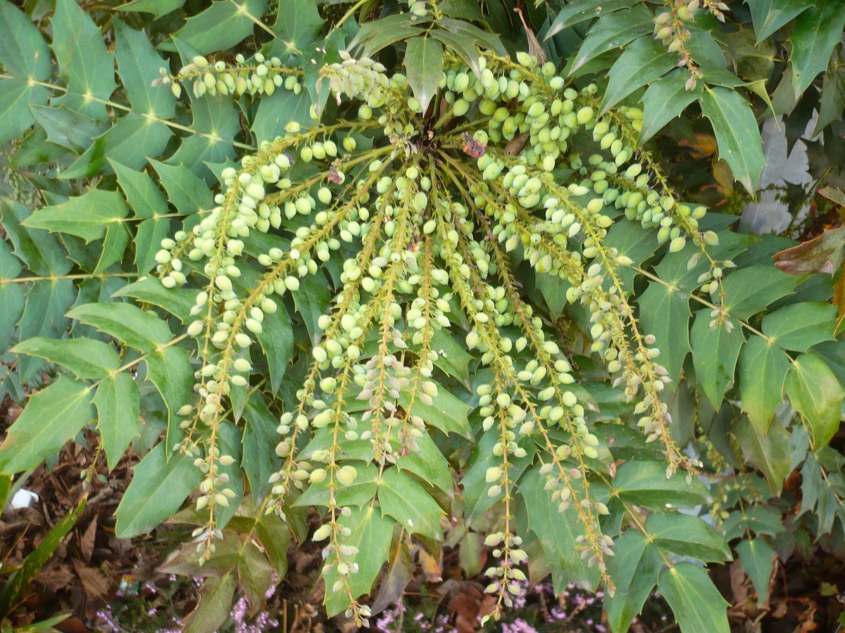 Berberis fortunei (Berberidaceae)